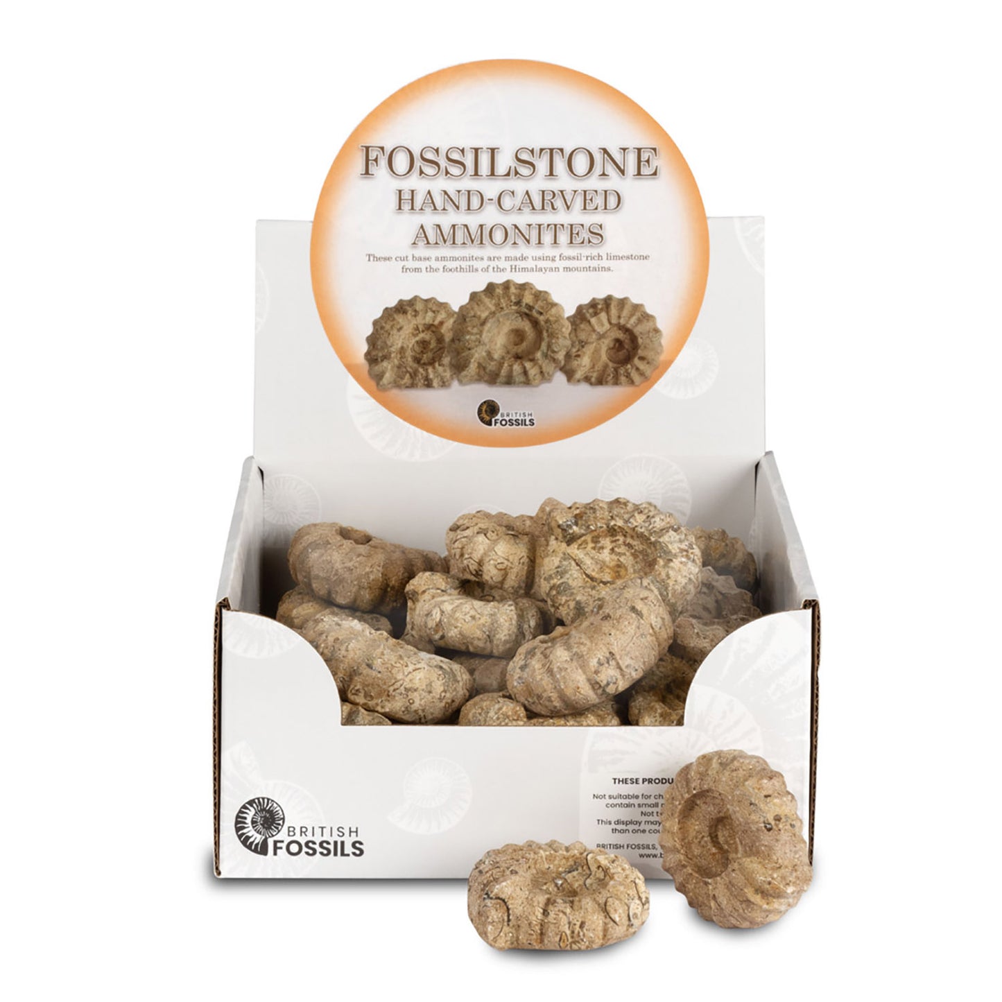 Fossilstone Hand-Carved Ammonites