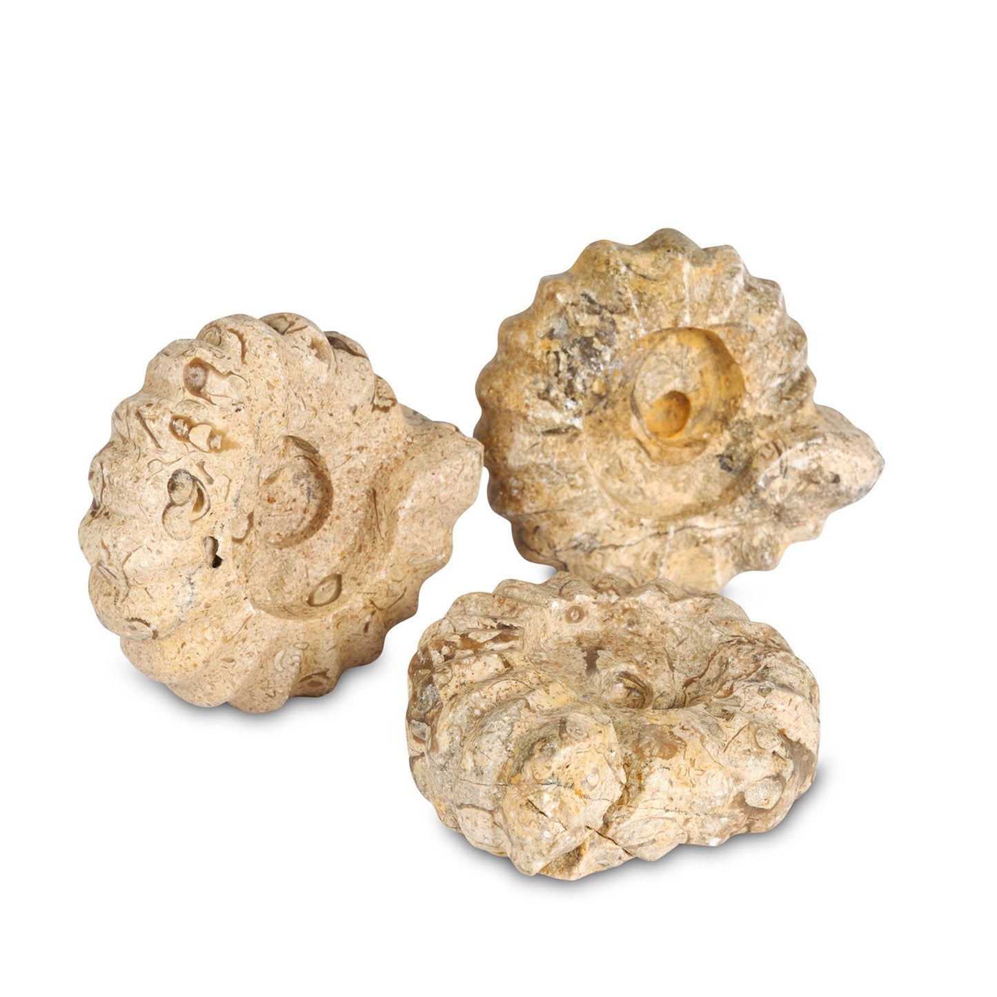 Fossilstone Hand-Carved Ammonites