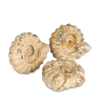 Fossilstone Hand-Carved Ammonites