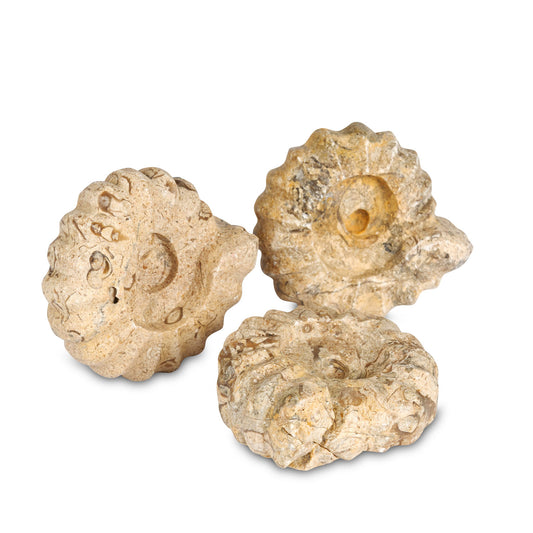 Fossilstone Hand-Carved Ammonites